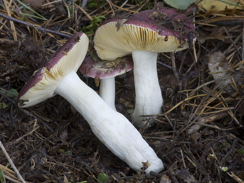 Russula amara